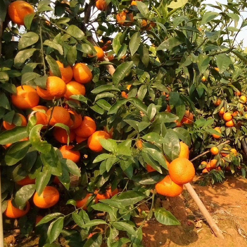 柑橘种植全年的施肥方案