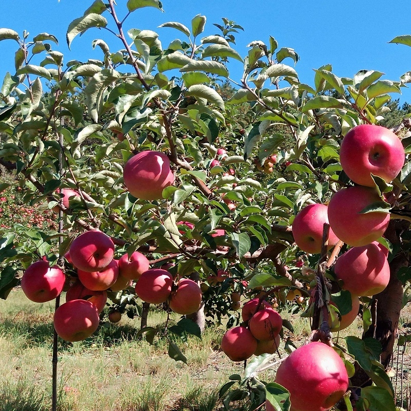 苹果全程施肥方案