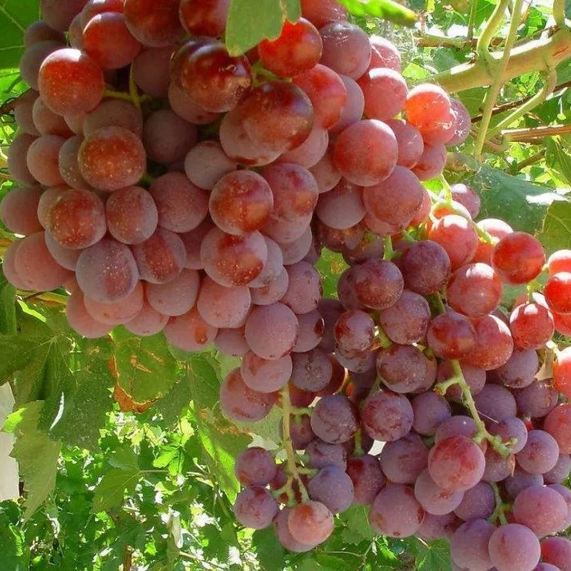 葡萄全周期施肥方案