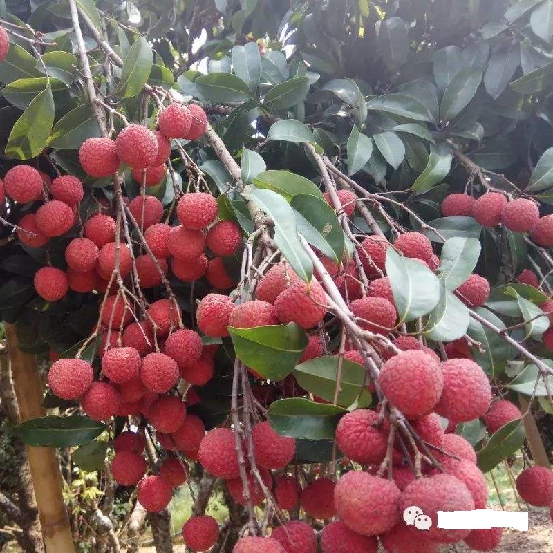 荔枝营养施肥方案