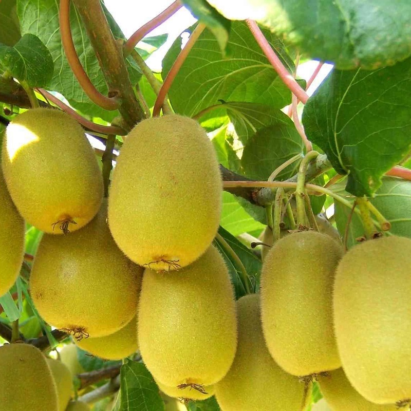 猕猴桃营养方案