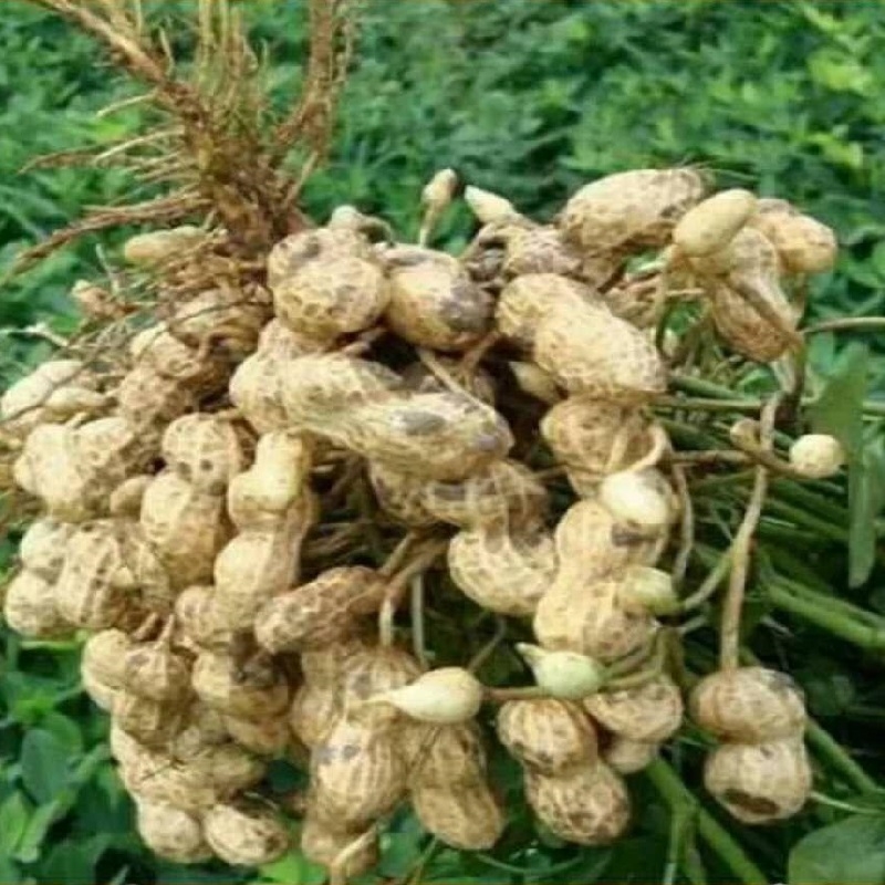 花生营养方案