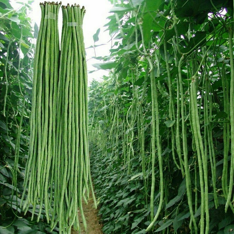 豆角营养方案